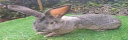 Continental Giant rabbits for sale: PURE HEALTHY Continental Giants PROVEN FOR STUD🐰  - Advert 7