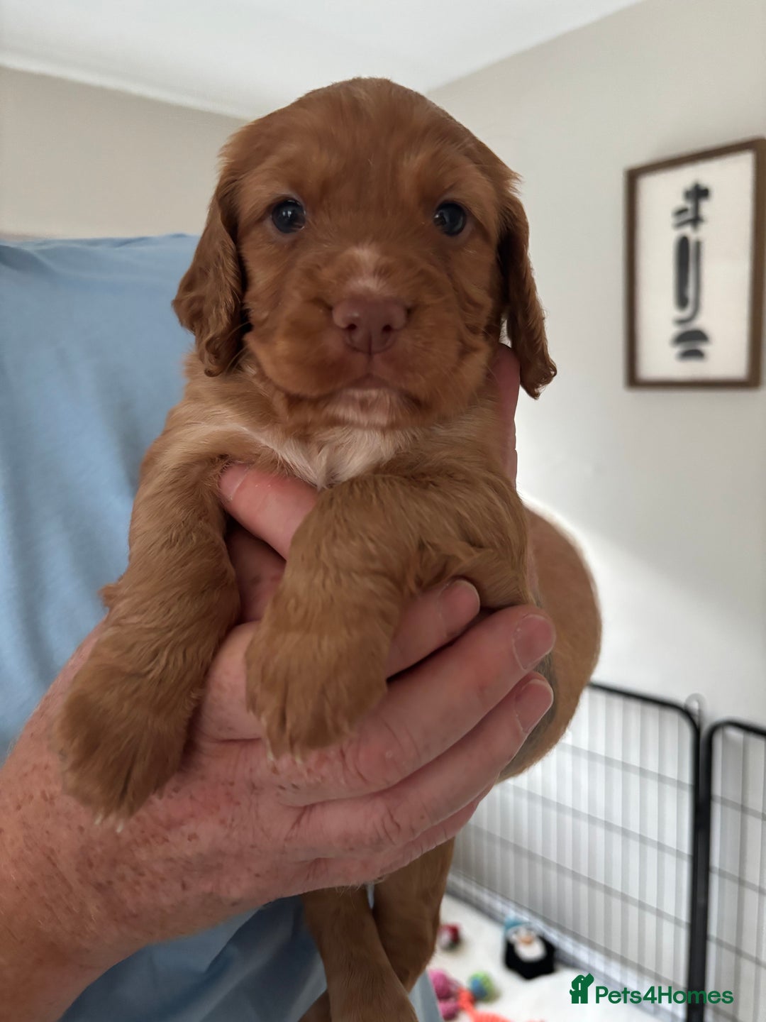 Cocker Spaniel dogs for sale: KC Registered Working Cocker Spaniel Puppies - Image 7