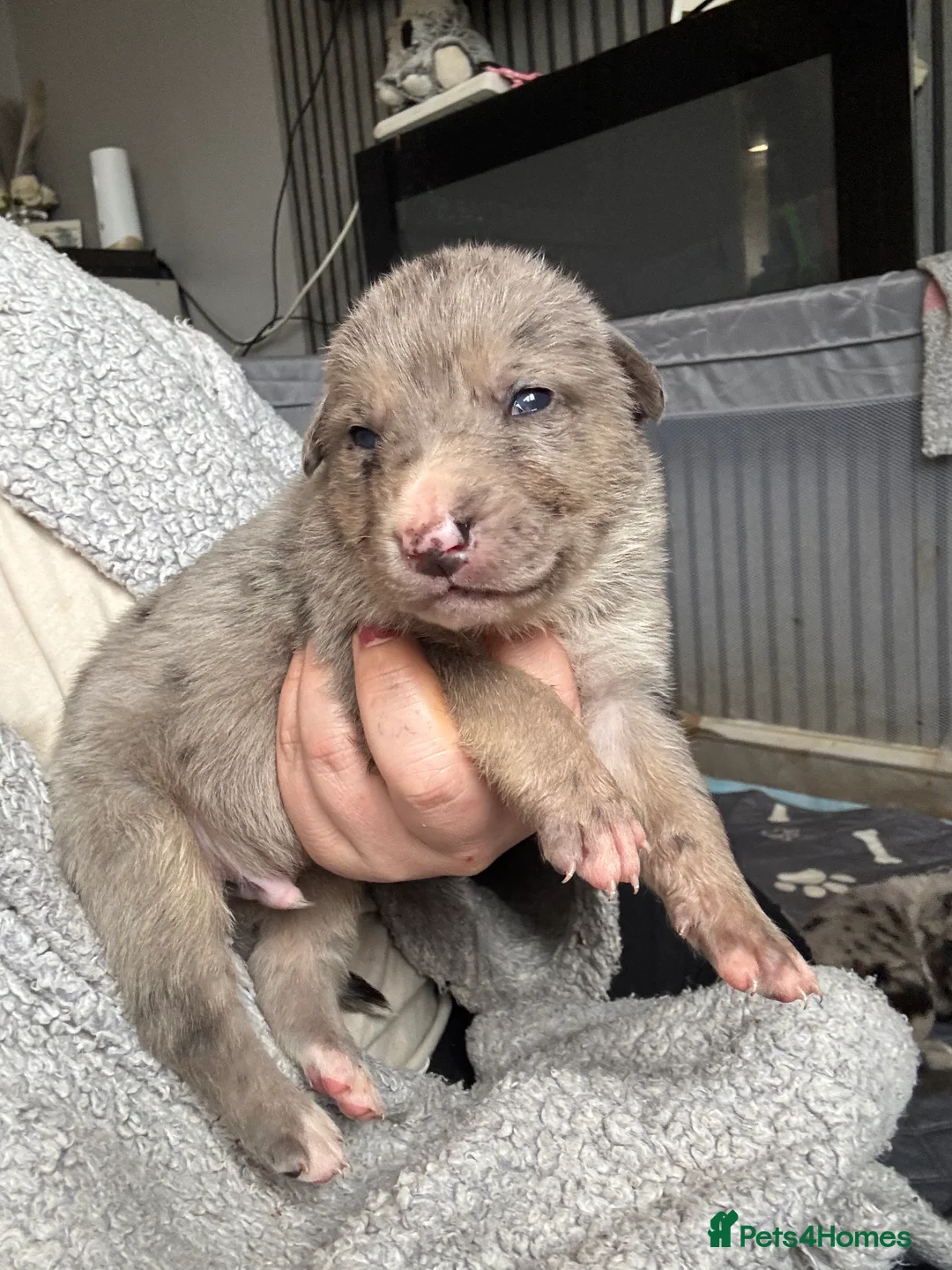Mixed Breed dogs for sale: Beautiful staffy x German Shepard puppies - Advert 8