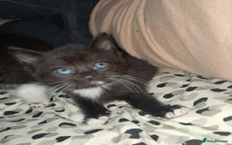 Mixed Breed cats for sale: Last female ready Wednesday - Image 18