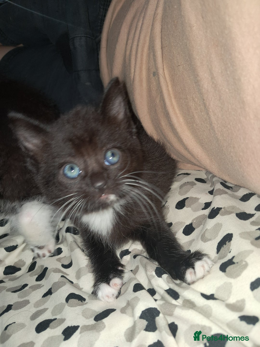 Mixed Breed cats for sale: Last female ready Wednesday - Image 18