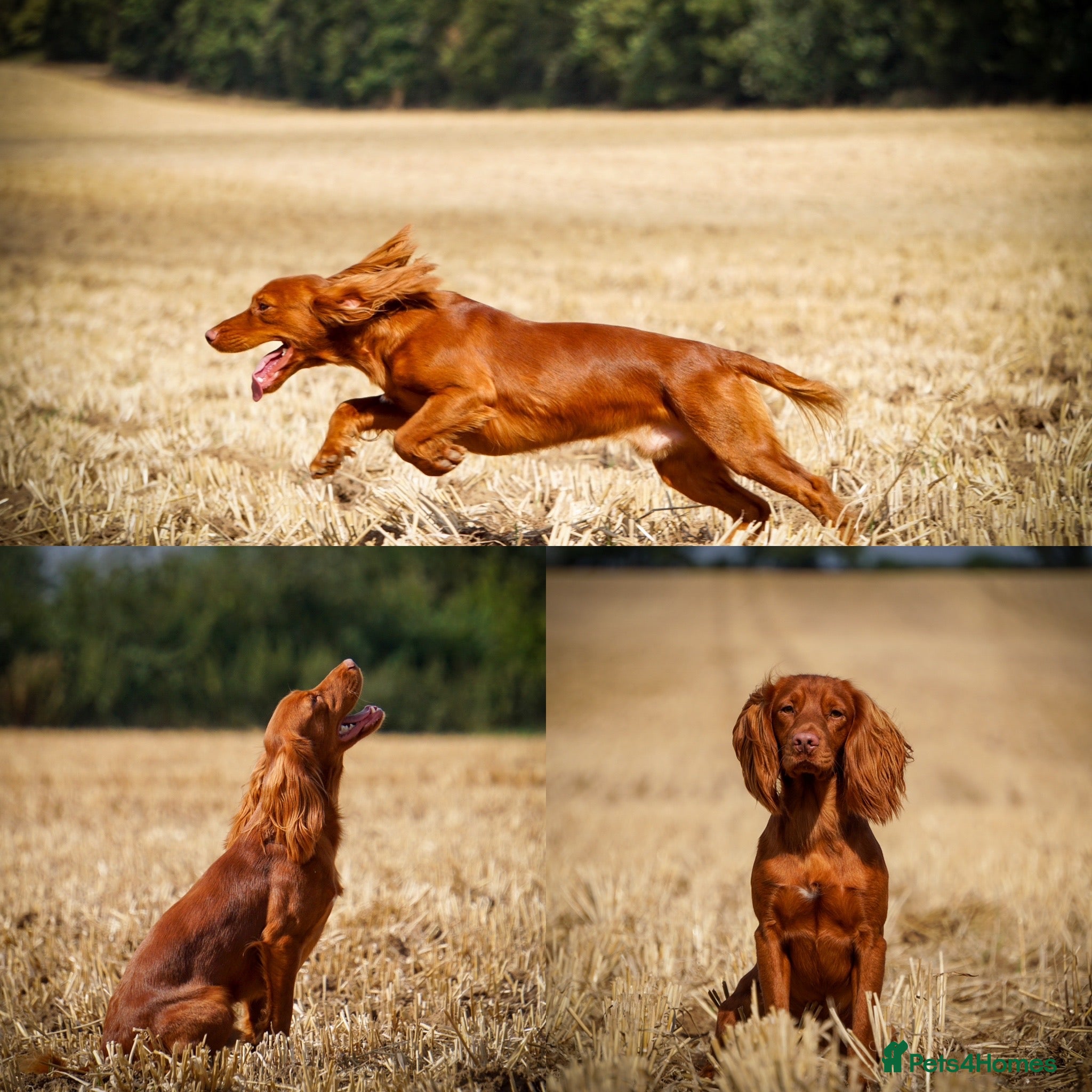 Cocker Spaniel dogs Stunning Proven Working Cocker Spaniel at Stud in Melton Mowbray - Advert 21