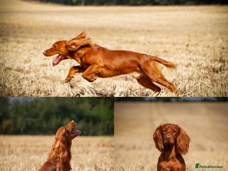 Cocker Spaniel dogs in Melton Mowbray - Advert 11