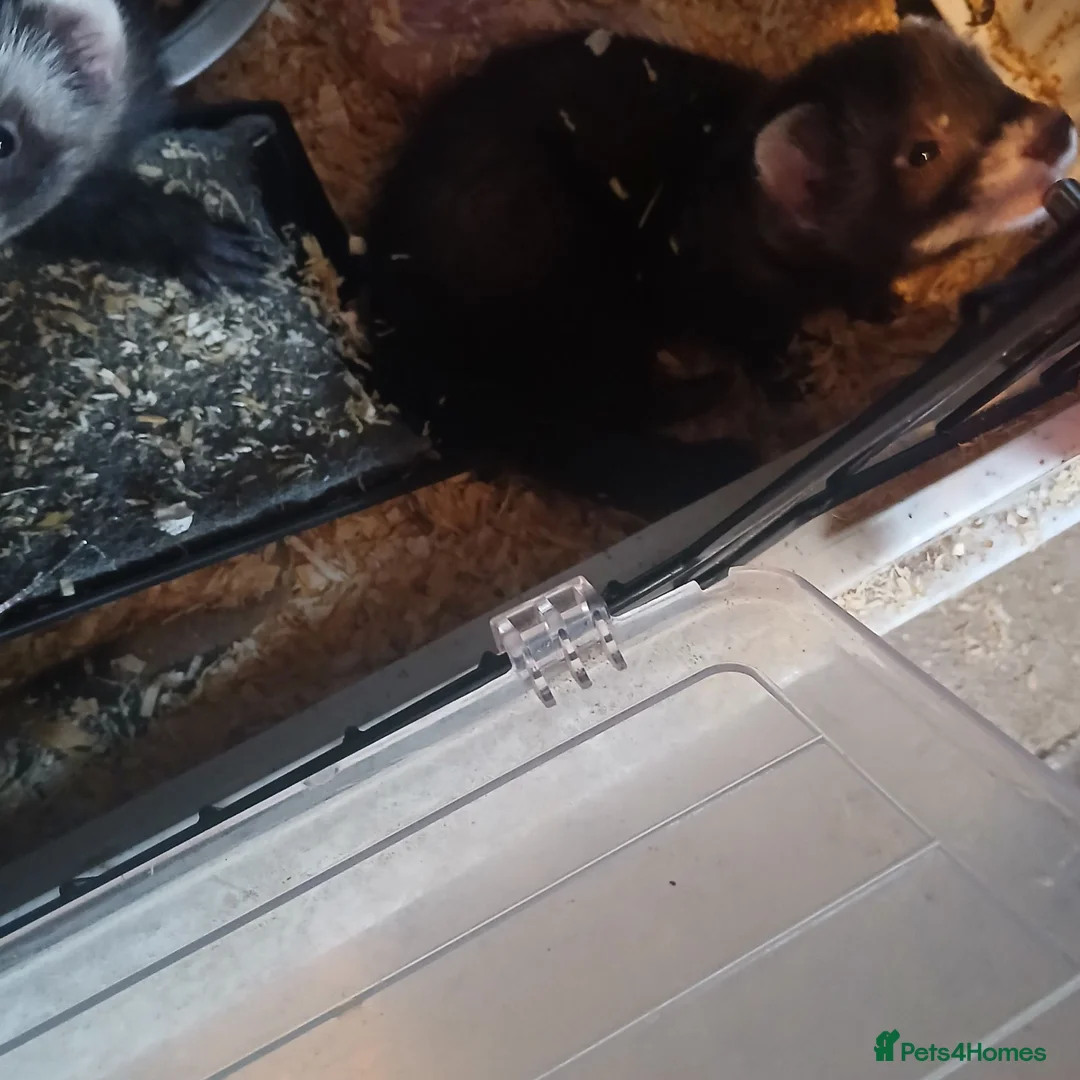 Ferret rodents for sale: Baby ferrets  - Advert 2