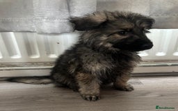 German Shepherd dogs for sale: German shepherd puppies - Image 16