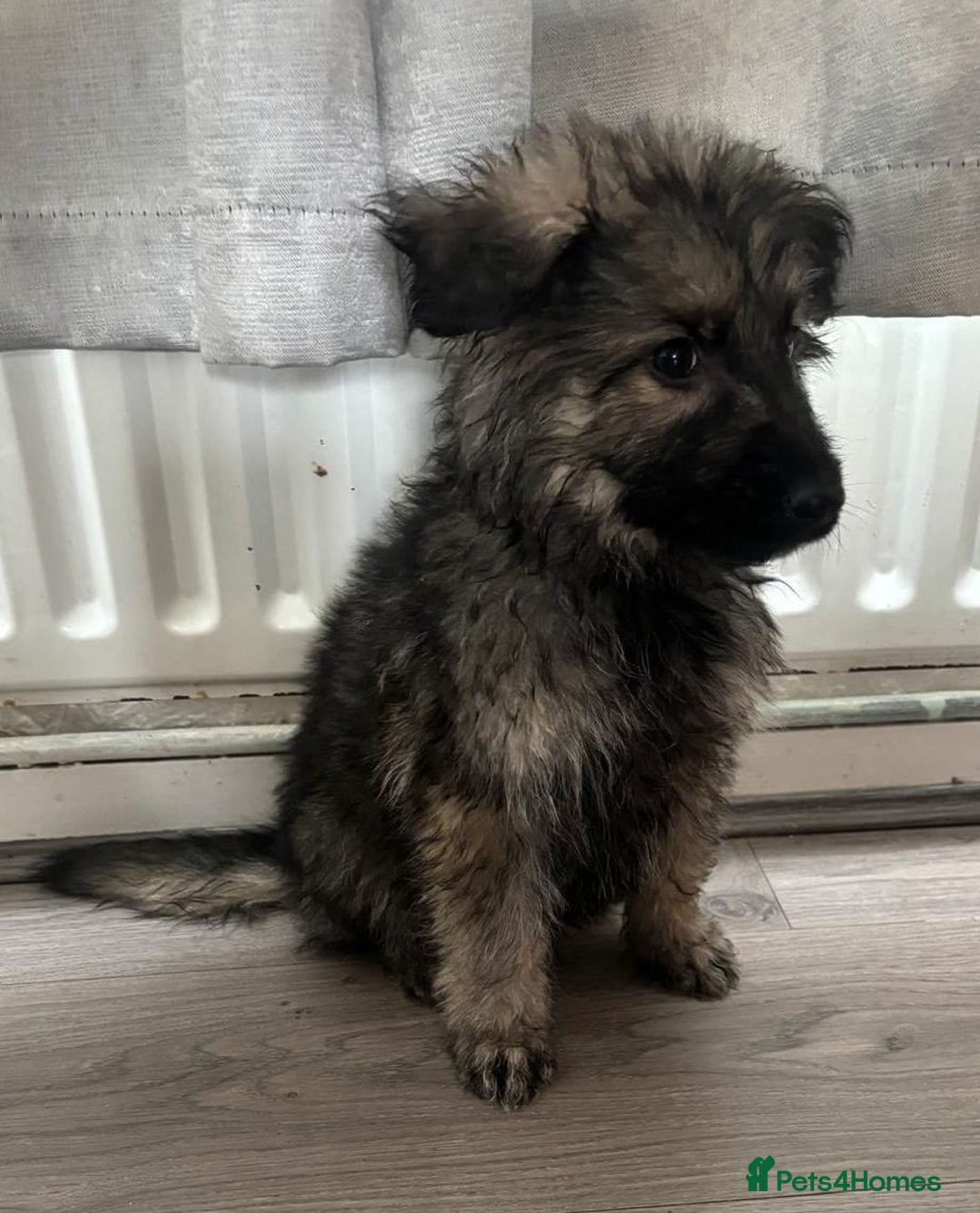 German Shepherd dogs for sale: German shepherd puppies - Image 16