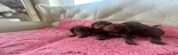 Cocker Spaniel dogs for sale: Beautiful working cockers  - Advert 14