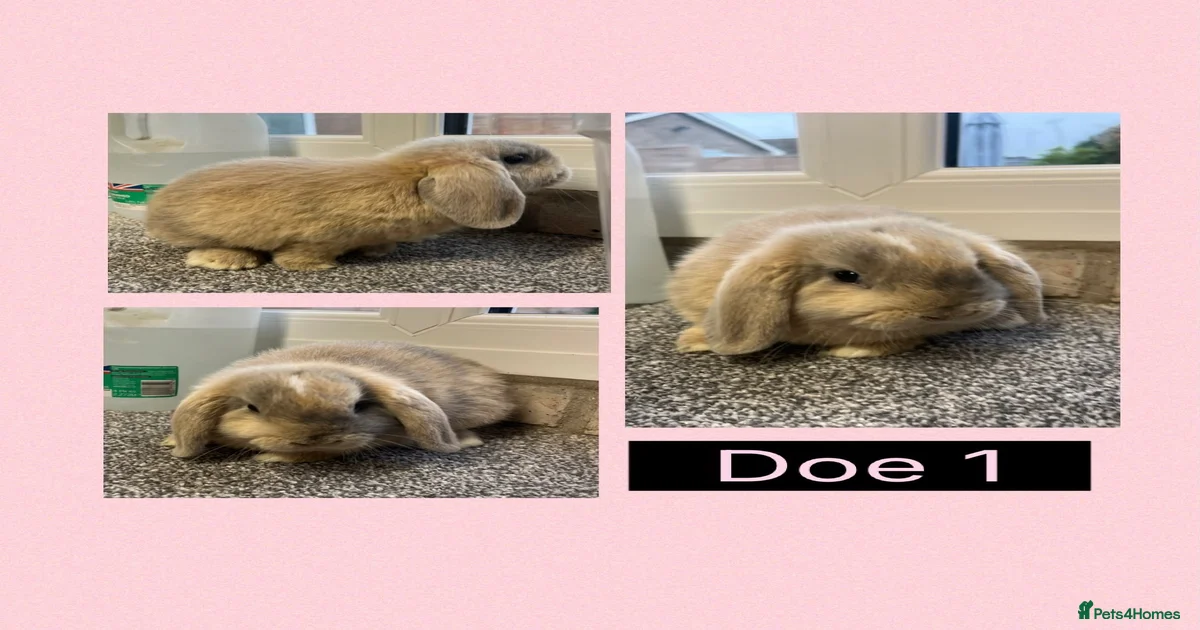 Rabbits for Sale for sale in England | Pets4Homes