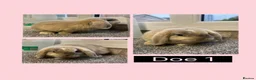 Mini Lop rabbits for sale:  Mini Lop Babies Ready to leave :) - Advert 1