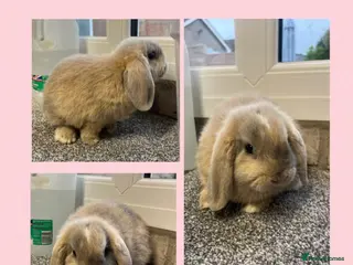 Mini Lop rabbits Mini Lop Babies Ready to leave :) - Advert 4