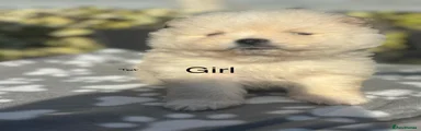 Pomeranian Puppy 5