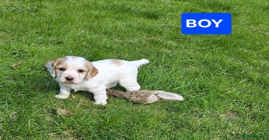 Cocker Spaniel dogs - Advert 11