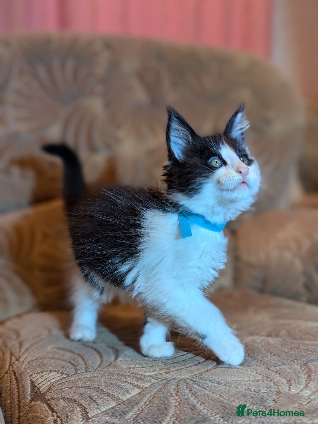Maine Coon cats for sale: 🐾 Giant GCCF Maine Coon Kitties Champion Lines - Image 12