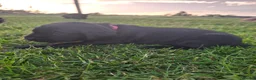 Labrador Retriever dogs for sale: Beautiful KC Registered Black Labrador Puppies - Advert 6