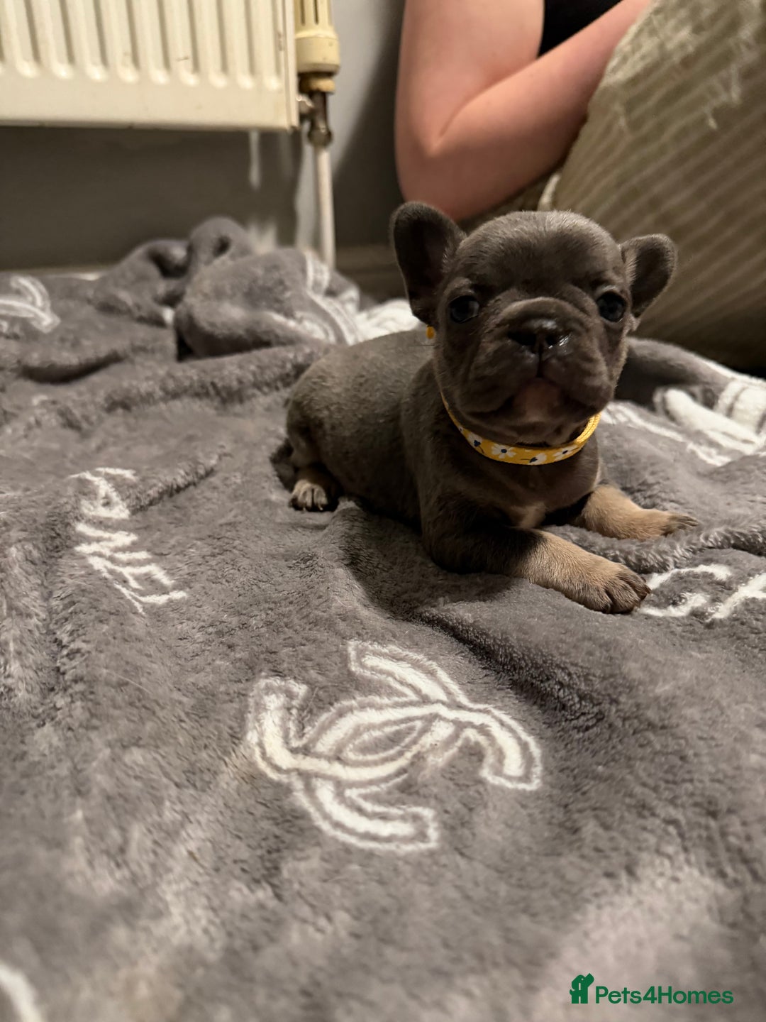 French Bulldog dogs for sale: French bulldog - Advert 18