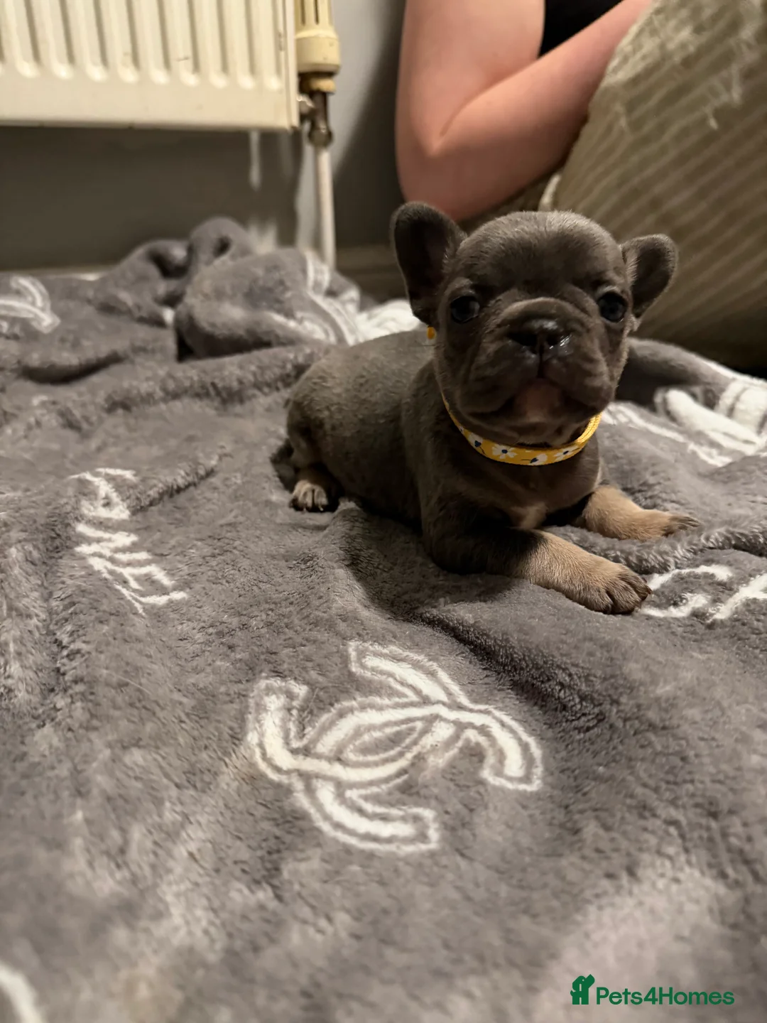 French Bulldog dogs for sale: French bulldogs  - Advert 14