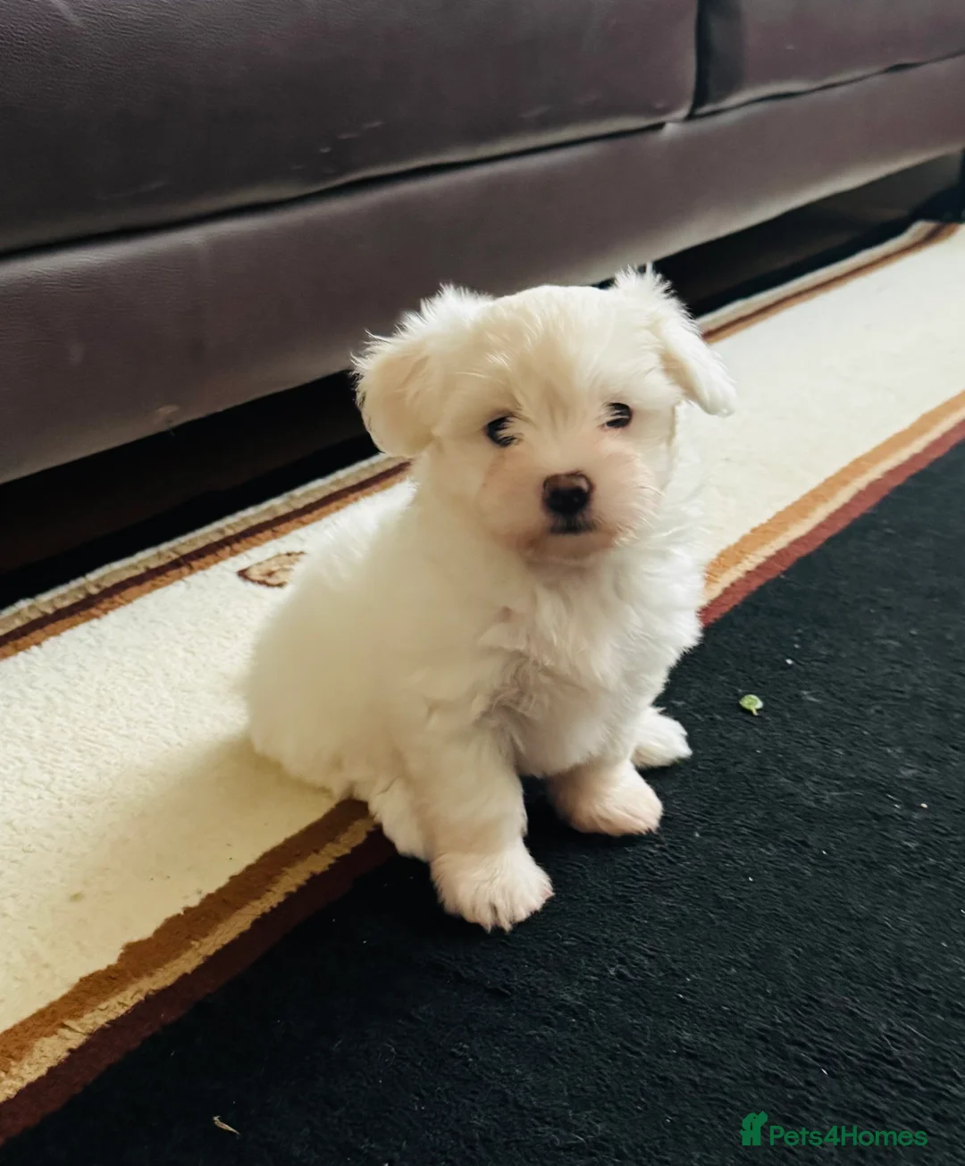 Maltese dogs for sale: Bichon Maltese puppies - Advert 1