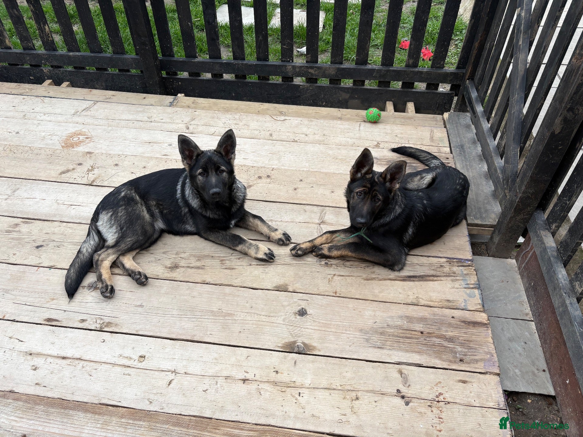 German Shepherd dogs German shepherd puppies 10 month old girls  - Advert 1