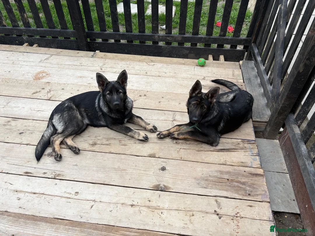 German Shepherd dogs for sale: German shepherd puppies 10 month old girls  in Rochford - Advert 1