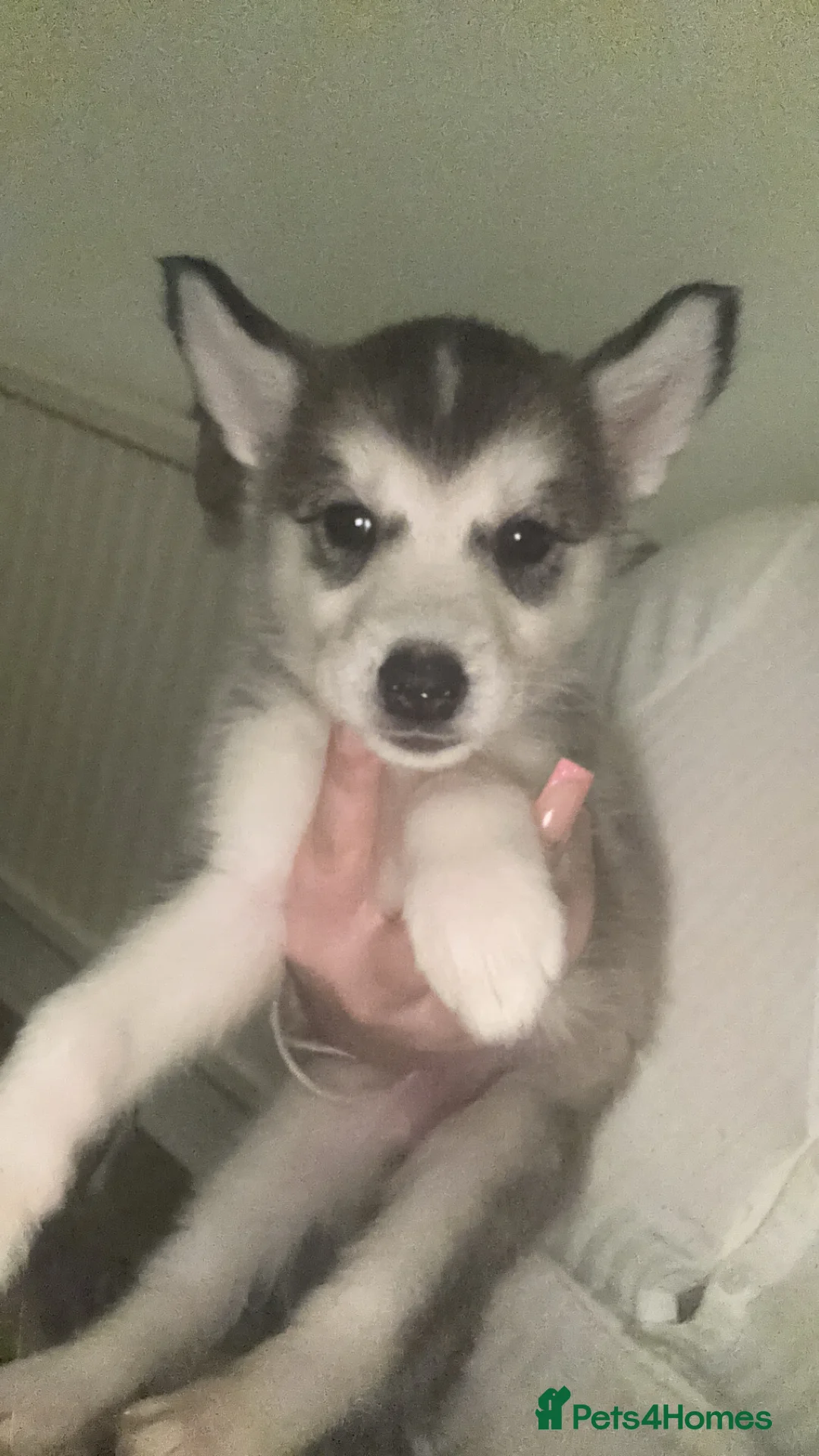 Siberian Husky dogs for sale: 6 beautiful Siberian husky’s🩷 - Advert 8