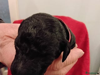 Standard Poodle dogs Beautiful KC Reg Standard Poodle Puppies - Advert 1