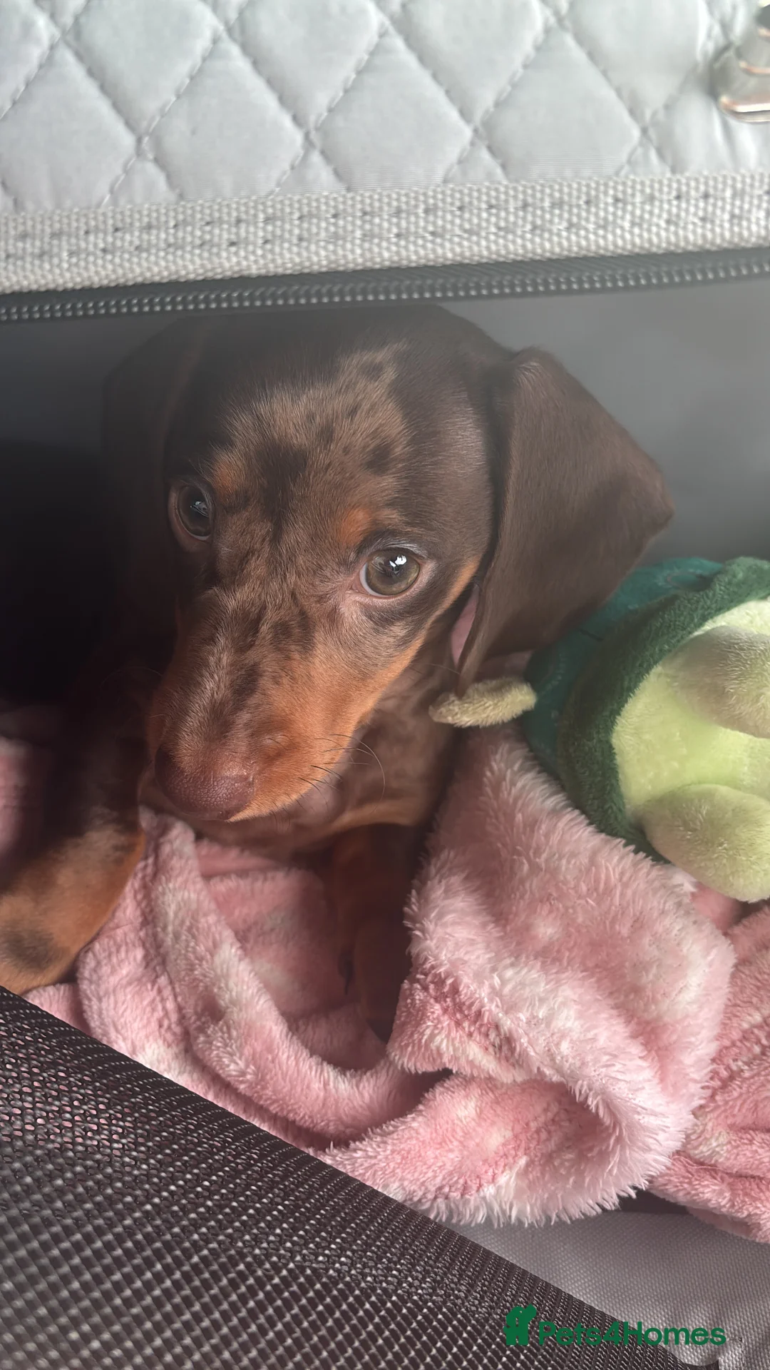 Dachshund dogs for sale: Miniature Dachshund  - Advert 2