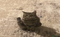 Mixed Breed cats for sale: Tabby looking for a loving home - Image 5