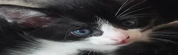 Bombay cats for sale: Kitten  in Gloucester - Advert 3