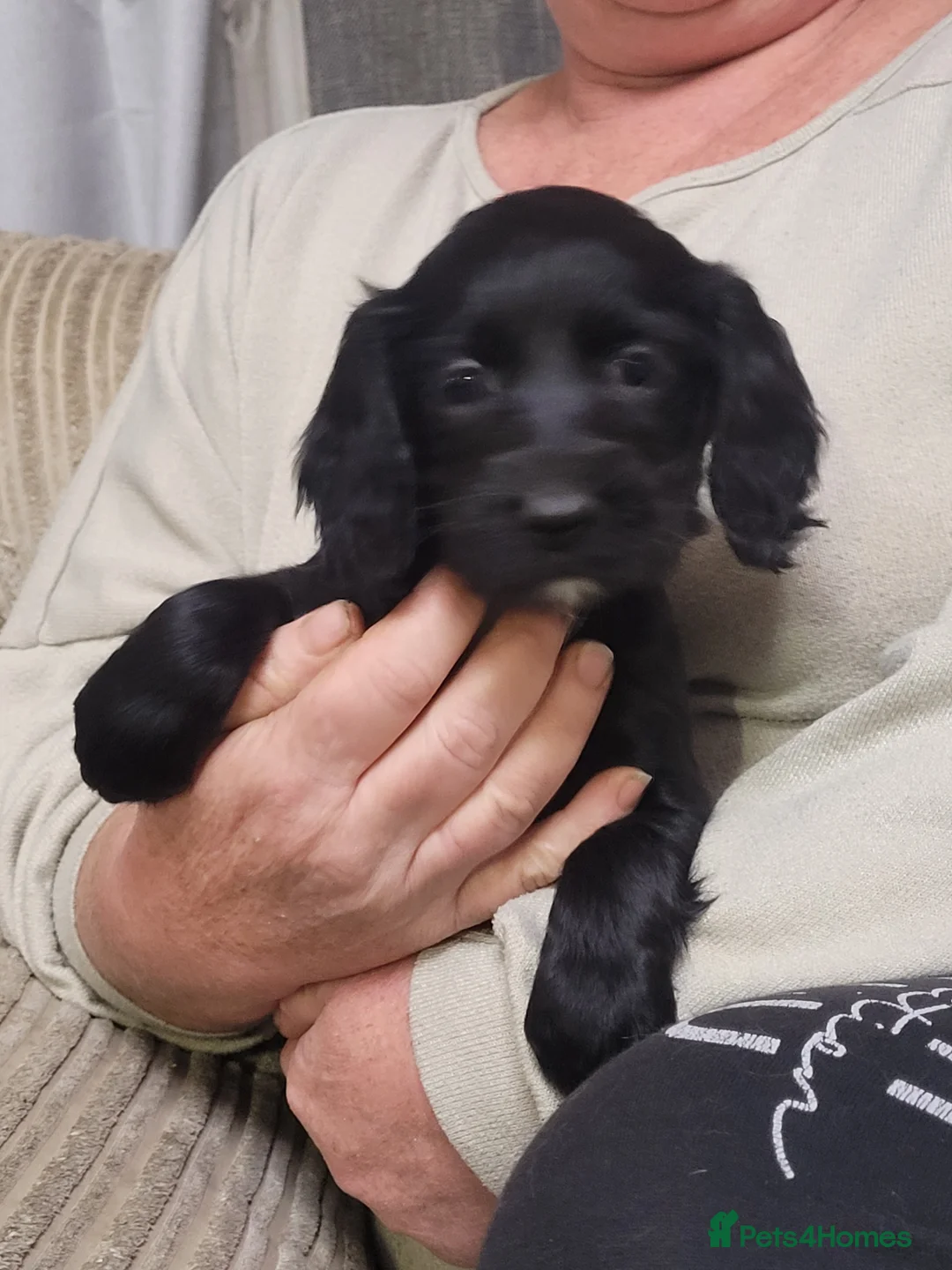 Cocker Spaniel dogs for sale: KC registered Working Cocker Spaniel puppies.  - Advert 9