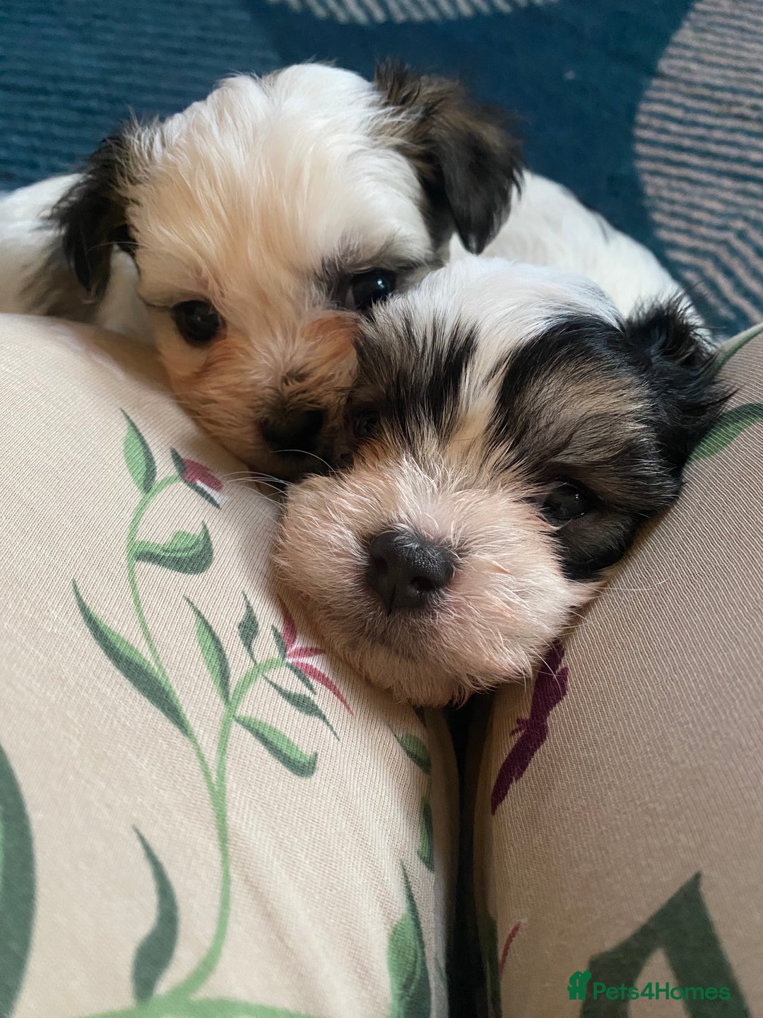 Malshi dogs for sale: Malshi puppies - Advert 1