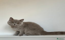 British Shorthair cats for sale: Ready🏡British Shorthair Chuky Kittens - Image 22