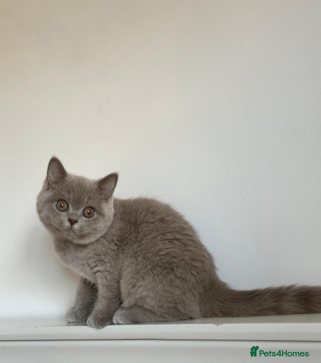 British Shorthair cats for sale: Ready🏡British Shorthair Chuky Kittens - Image 22