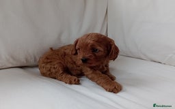 Cavapoo dogs for sale: Gorgeous Red F1 Cavapoo Puppies With H/T Parents - Image 11