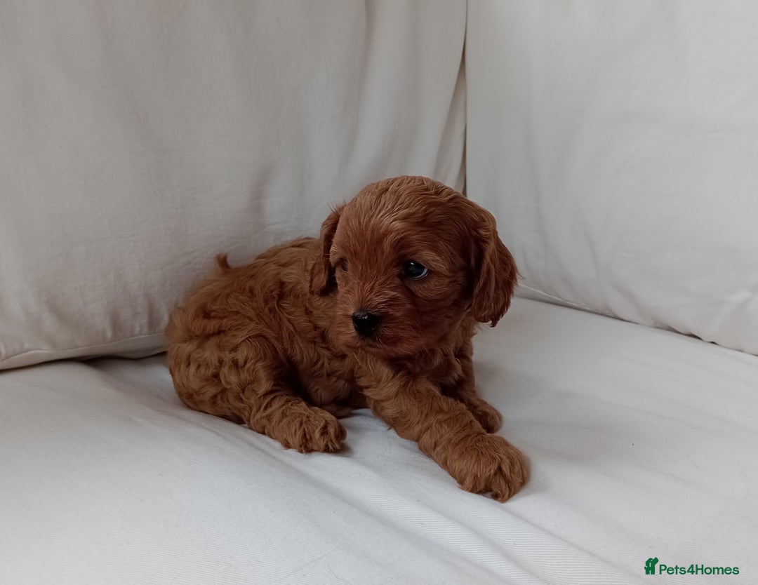Cavapoo dogs for sale: Gorgeous Red F1 Cavapoo Puppies With H/T Parents - Image 11
