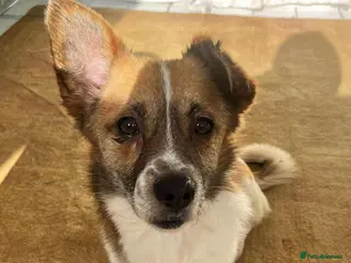 Mixed Breed dogs Meatball for adoption - Advert 1