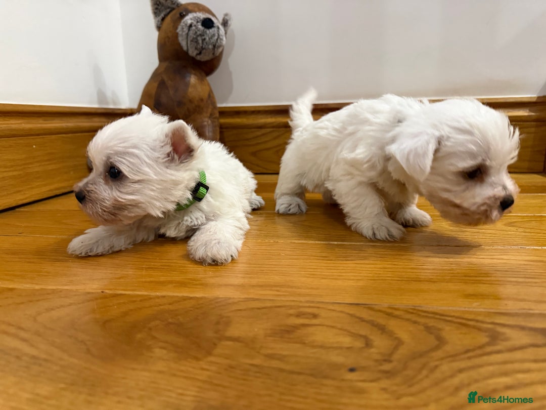 West Highland Terrier dogs for sale: KC REGISTERED Boys - Advert 8