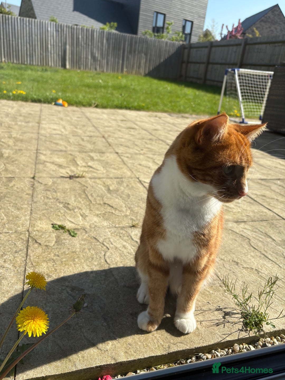 Mixed Breed cats for sale: Beautiful cat sunny  - Advert 4