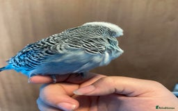 Lovebirds birds for sale: 4 year old female and 6 week old baby and budgie - Image 9