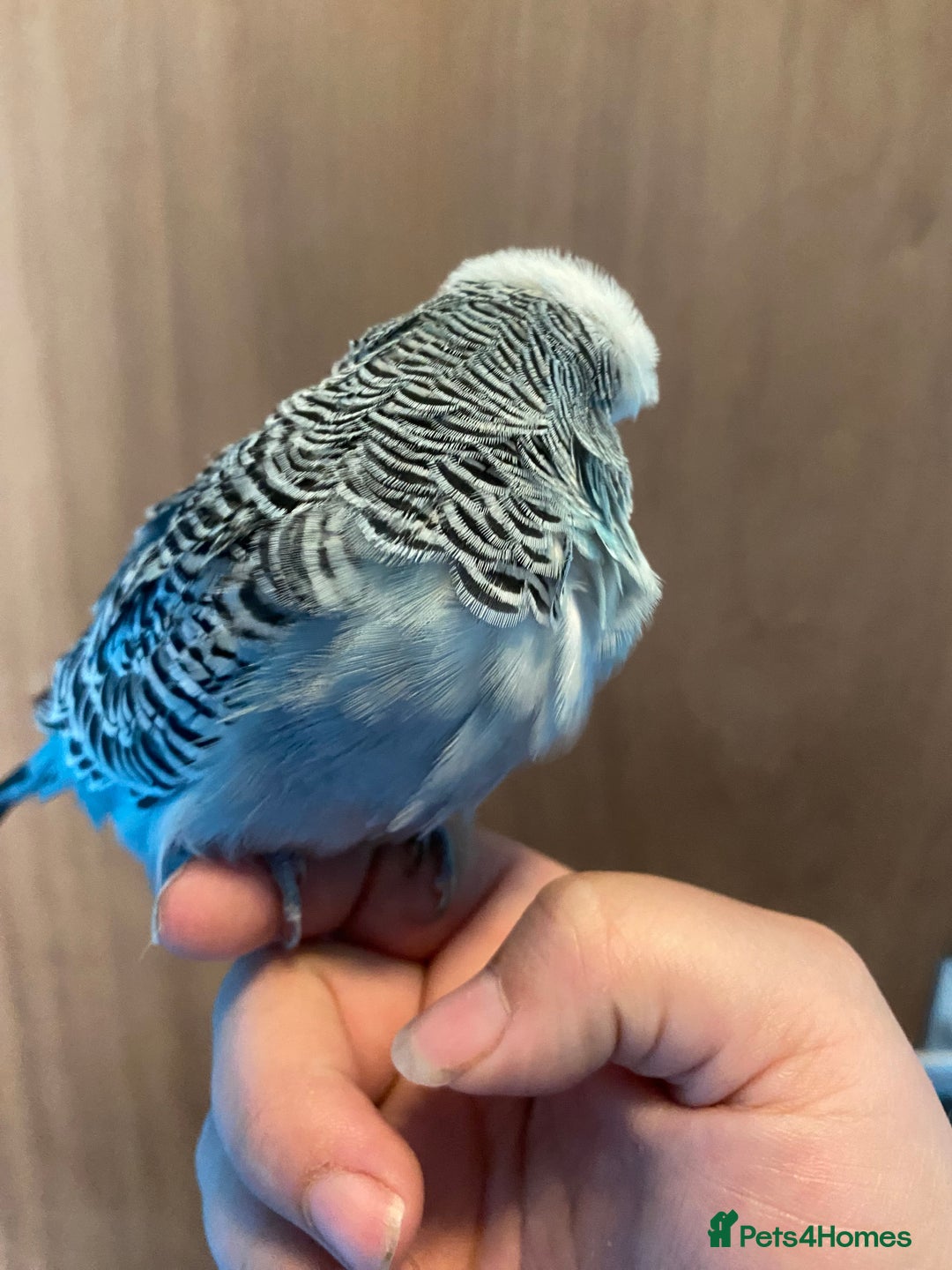 Lovebirds birds for sale: 4 year old female and 6 week old baby and budgie - Image 9