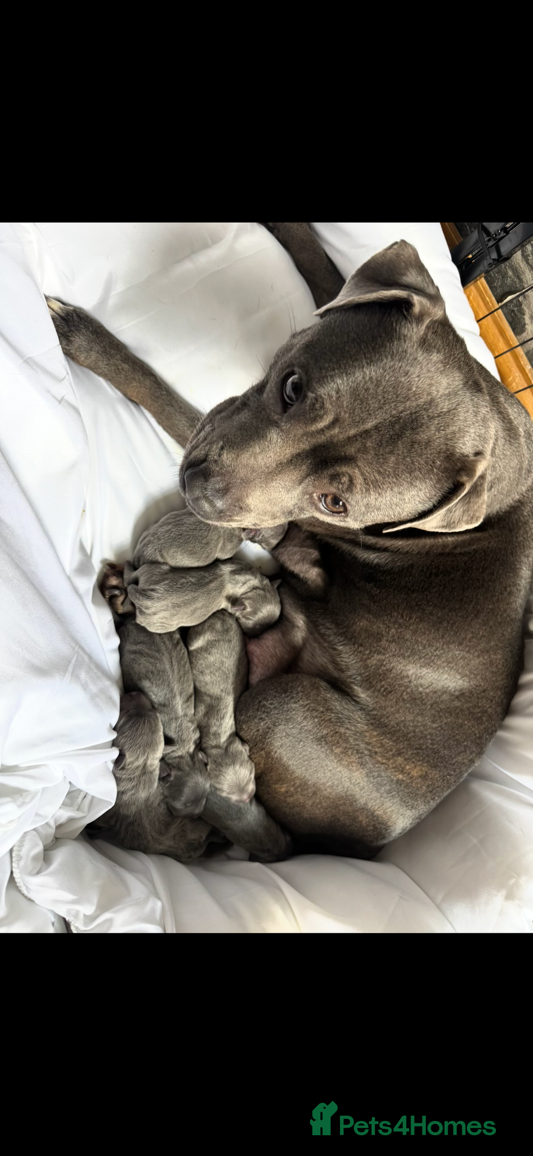 Staffordshire Bull Terrier dogs for stud: Blue Staffy For Stud proven KC  - Advert 12