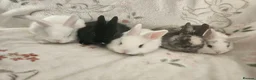 Mixed Breed rabbits for sale: 1 lop/dutch blue eyes 2 lop/lionhead - Advert 22