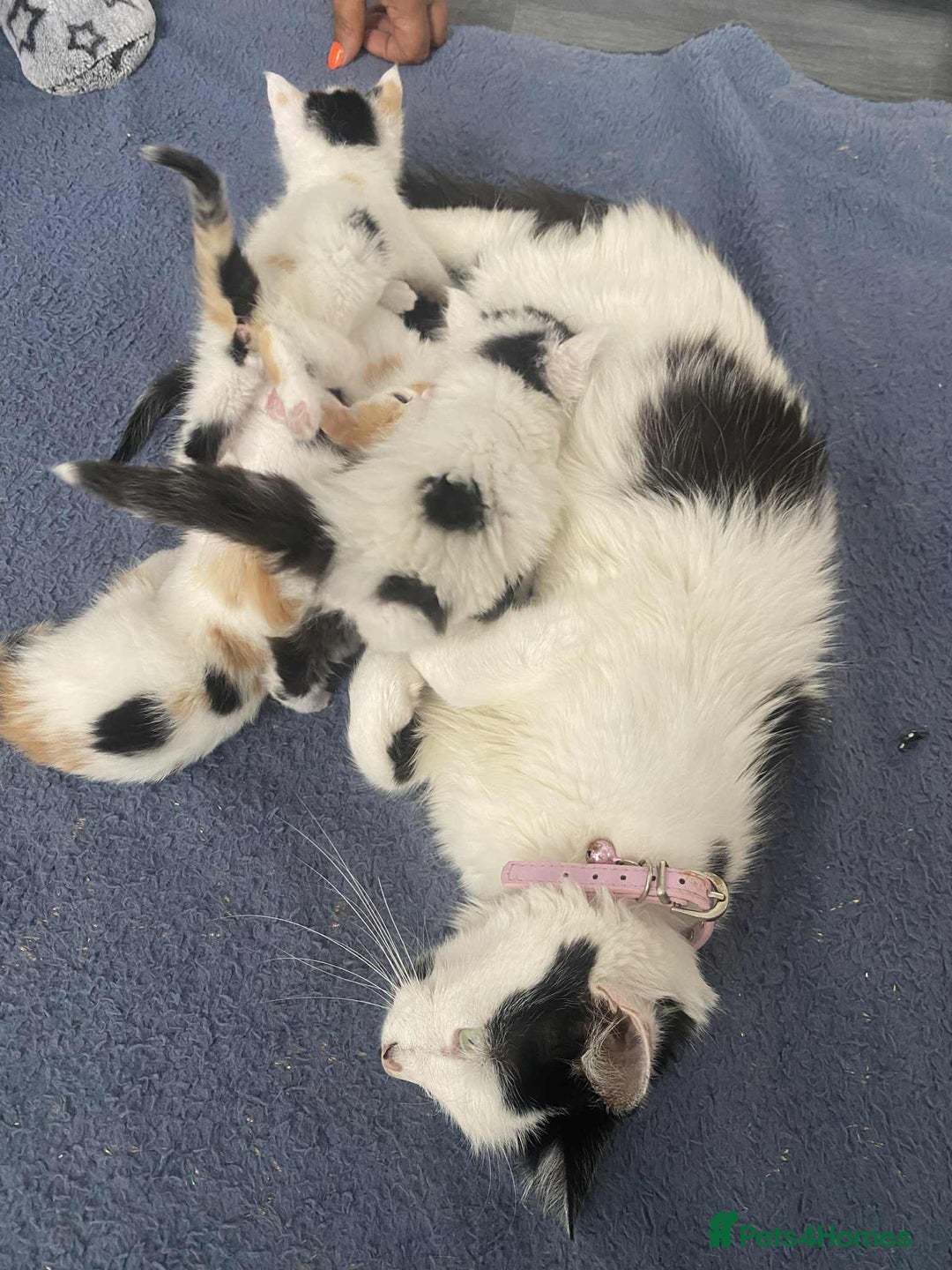 British Longhair cats for sale: Fluffy black & white kittens - Image 1