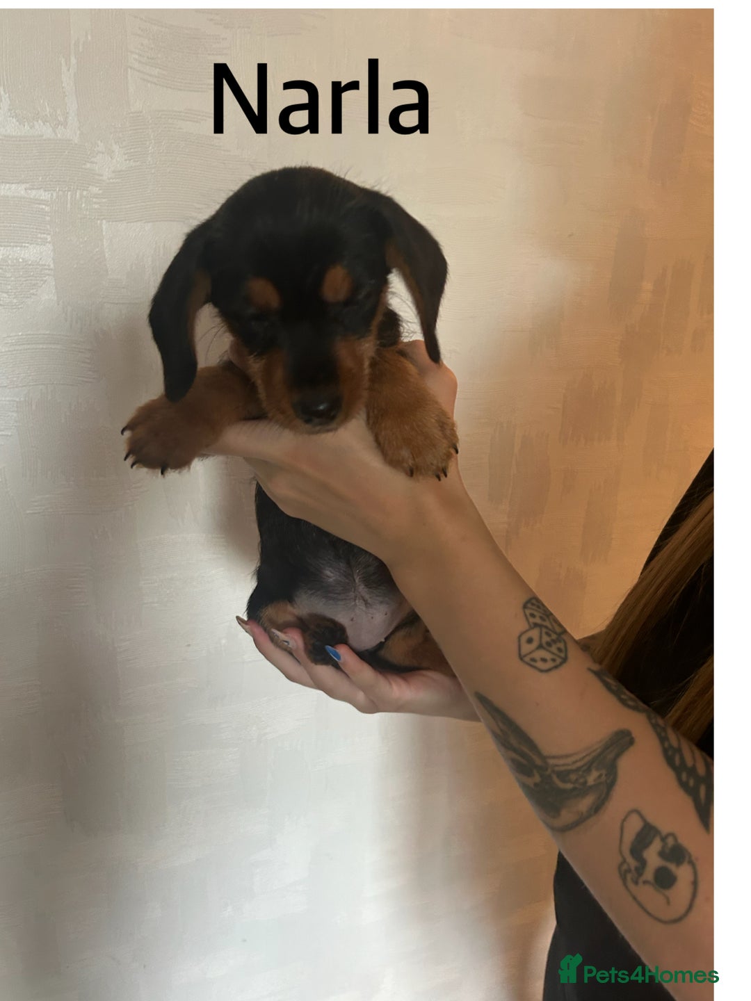 Mixed Breed dogs for sale: Miniature Dorkies - Image 13