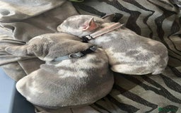 French Bulldog dogs for sale: Tri-colour Blue Merle Frenchie pups - Image 37