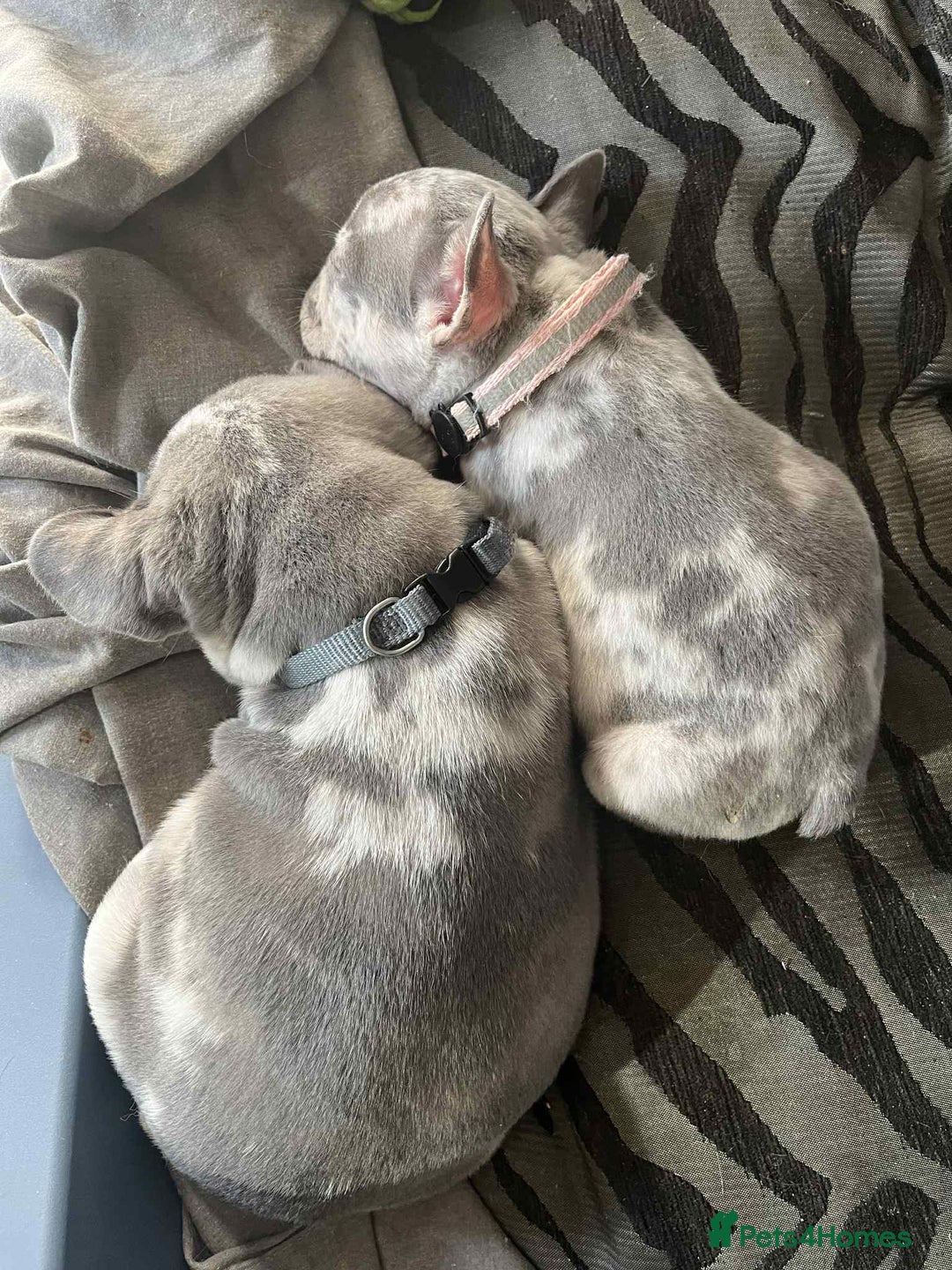 French Bulldog dogs for sale: Tri-colour Blue Merle Frenchie pups - Image 37