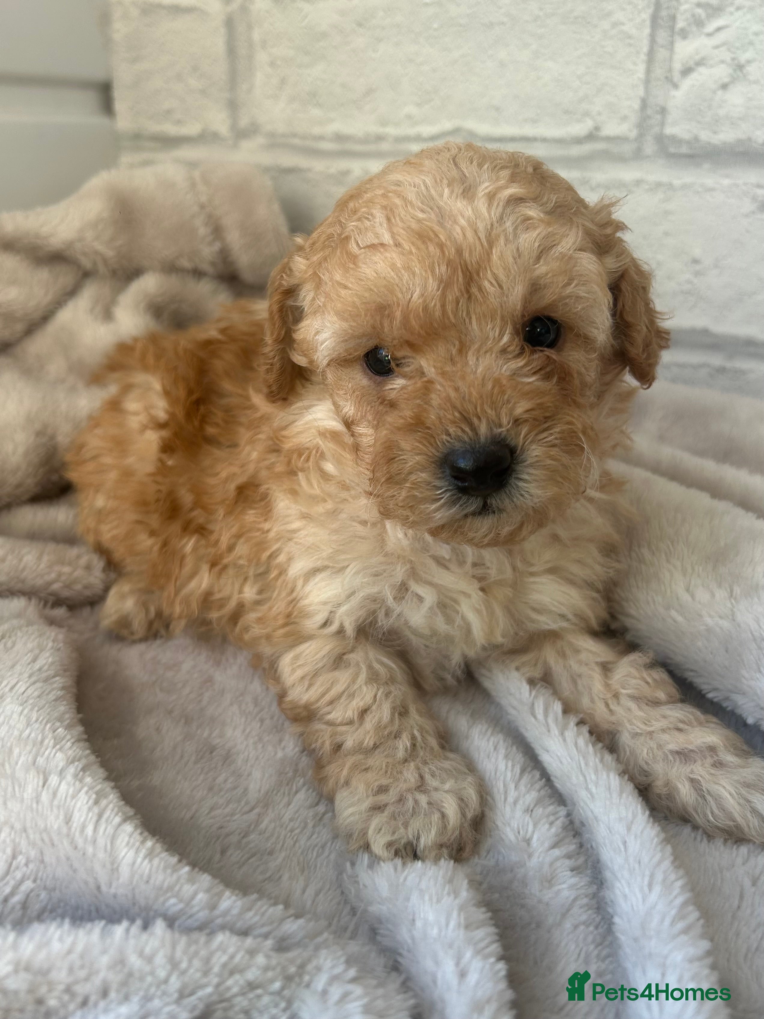 Toy Poodle dogs Adorable Toy Poodle Puppies  - Advert 6