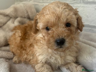 Toy Poodle dogs Adorable Toy Poodle Puppies - Advert 5