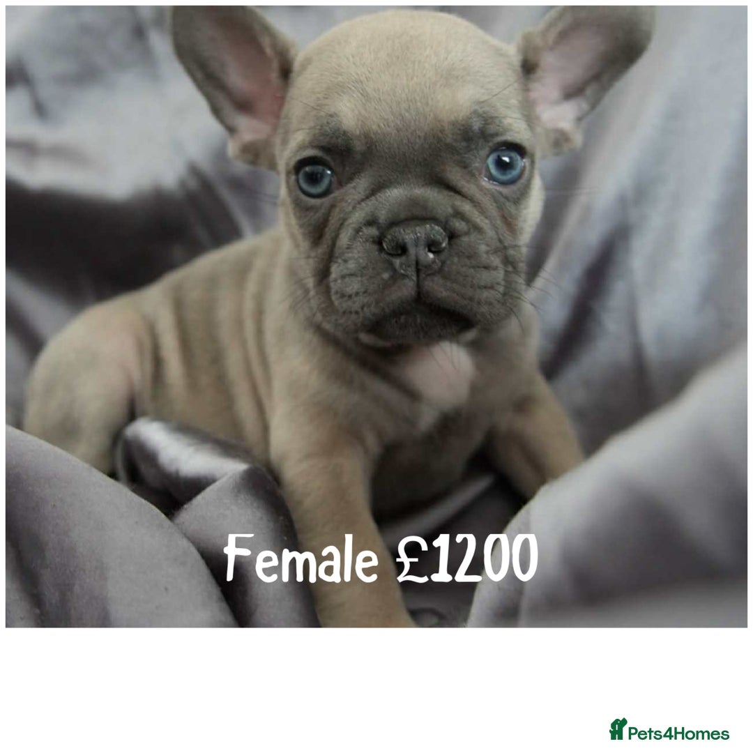 French Bulldog dogs for sale: French Bulldog - Image 2