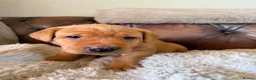 Labrador Retriever dogs for sale: Fox red Labradors puppy  in Yelverton - Advert 9