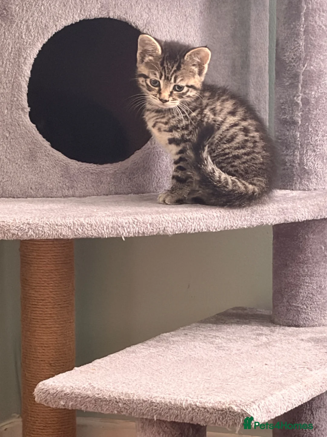 Mixed Breed cats for sale: Female beautiful tabby  in Bexhill-on-Sea - Advert 2